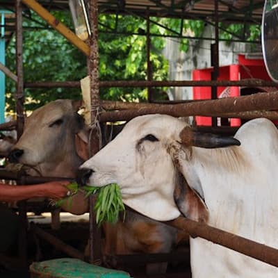 Daily Gau Mata Seva